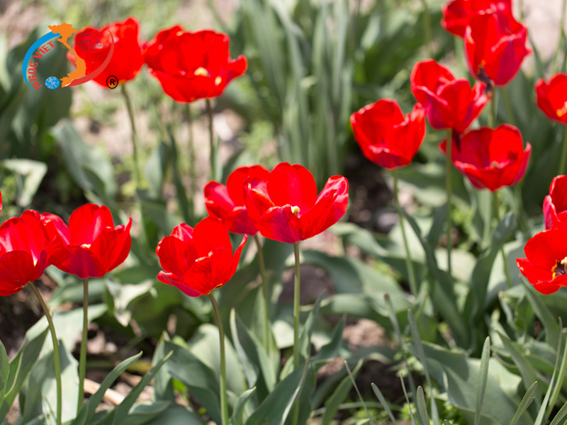 Ngỡ ngàng vẻ đẹp kỳ diệu của mùa xuân Kazakhstan Ngỡ ngàng vẻ đẹp kỳ diệu của mùa xuân Kazakhstan